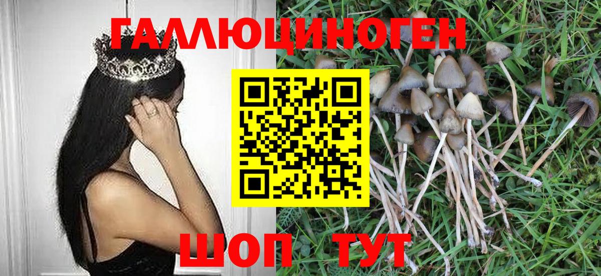 Псилоцибиновые грибы Psilocybine cubensis Ейск